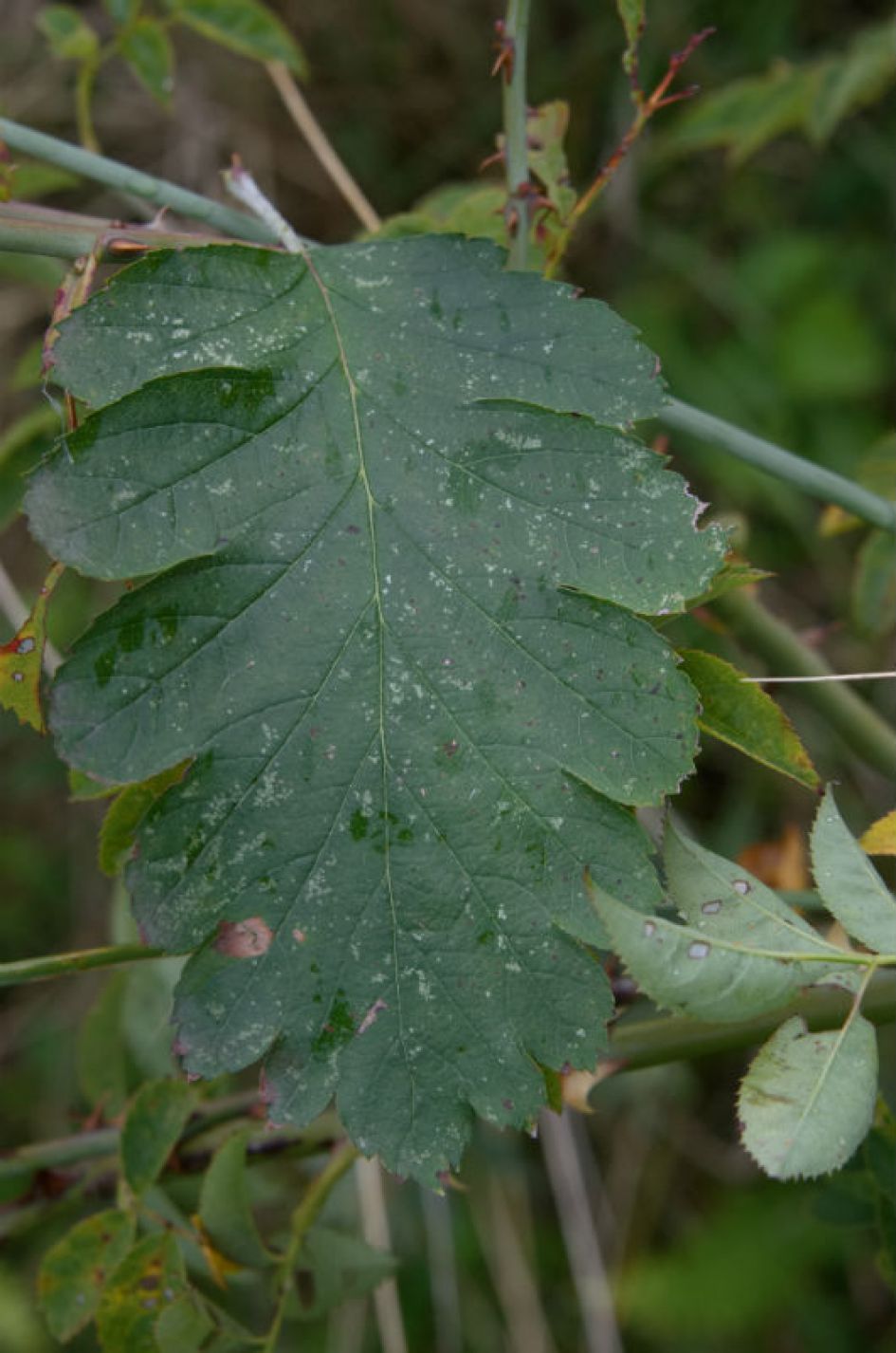 Welke boom hoort bij dit blad?